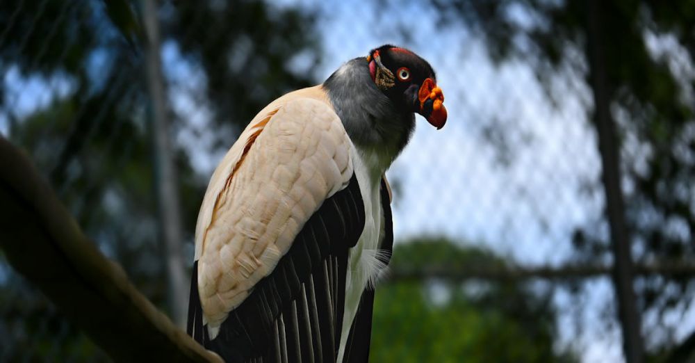 Zoos - King Vulture