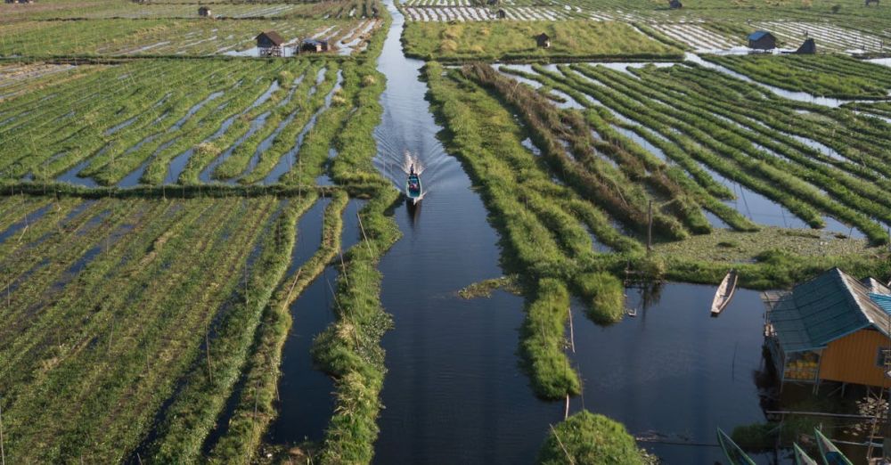 Floating Gardens - Floating Gardens in a Body of Water